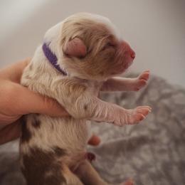 Australian Shepherd Puppies from Kelly Krew Aussies