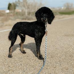 Beau - Phantom male Poodle puppy in Caldwell, Idaho from Boise Doodle Co.