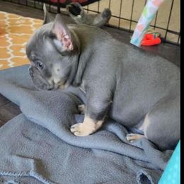 French Bulldog Puppies from LaFlorida Kennels