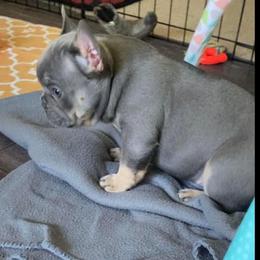 French Bulldog Puppies from LaFlorida Kennels
