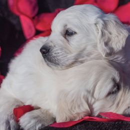 Golden Retrievers from Promised Love Goldens