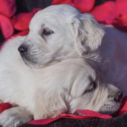 Golden Retrievers from Promised Love Goldens