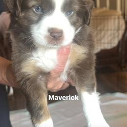 Miniature Australian Shepherd Puppies from Enchanted Oaks mini/toy Aussies