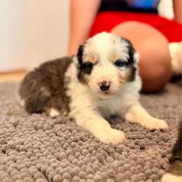 Kimi - Blue merle female Australian Shepherd puppy in Ashland, Ohio from SS Australian Shepherds