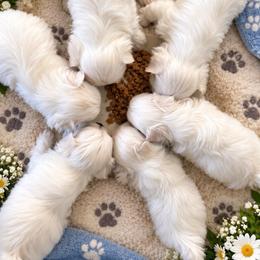 Bobby - White male Maltese puppy in Wilson, New York from Maltese By Valerie