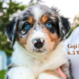 Goji Berry - Blue merle Australian Shepherd puppy in Indianapolis, Indiana from Sunburst Australian Shepherds