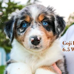 Goji Berry - Blue merle Australian Shepherd puppy in Indianapolis, Indiana from Sunburst Australian Shepherds