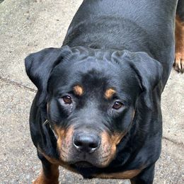 Dita - Rottweiler