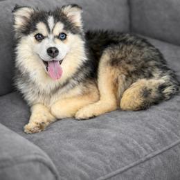 Drake - Wolf sable male Pomsky puppy in Lewiston, Minnesota from Family Pomsky