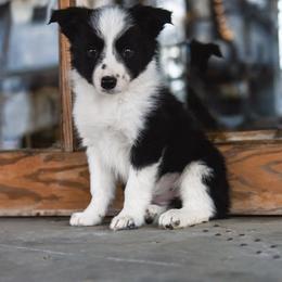 Border Collie and Maremma Sheepdog Puppies from 2J 2K Border Collies
