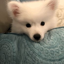 American Eskimo Dog Puppies from Soleil American Eskimos