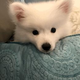 American Eskimo Dog Puppies from Soleil American Eskimos
