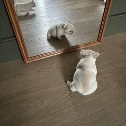 French Bulldog Puppies from The Midwest Frenchies