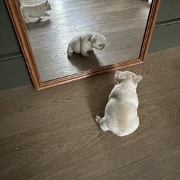 French Bulldog Puppies from The Midwest Frenchies