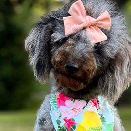 Aussiedoodles, Cavapoos, Goldendoodles, Miniature Australian Shepherds, and Poodles from Copper Lane Aussies, Doodles & Cavapoos
