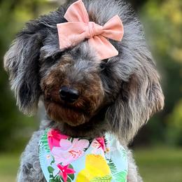 Aussiedoodles, Cavapoos, Goldendoodles, Miniature Australian Shepherds, and Poodles from Copper Lane Aussies, Doodles & Cavapoos