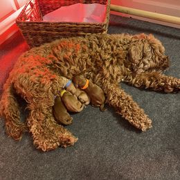 Australian Labradoodle Puppies from Kippy’s Farm Australian Labradoodles