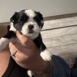 Autumn - Black and white female Shih Tzu puppy in Farmington, New York from Darla’s Furever Shih Tzu