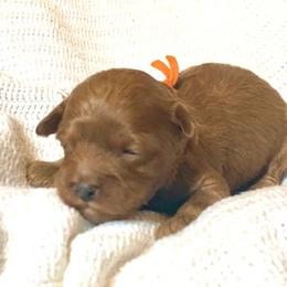 Creole - Red male Australian Labradoodle puppy in Spring City, Tennessee from Beck ‘N Ridge Australian Labradoodles