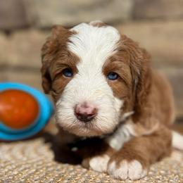 Teal-nugget - Red male Bernedoodle puppy in Yuciapa, California from AlltheDoodlez_