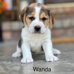 Wanda - Black tan and white female Beagle puppy in Mansfield, Missouri from Rippee Creek Kennel
