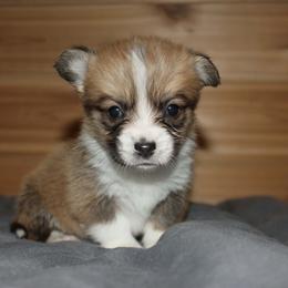 Marshmallow Fluff - Sable female Pembroke Welsh Corgi puppy in Washington from Castle View Royal Rumps