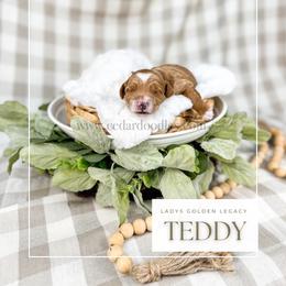 Teddy - Red  male Goldendoodle puppy in Cedar City, Utah from Cedar Doodles- Home of the Teddybear Goldendoodle