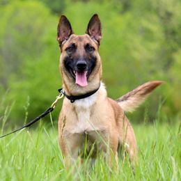 DiOGi - Belgian Malinois