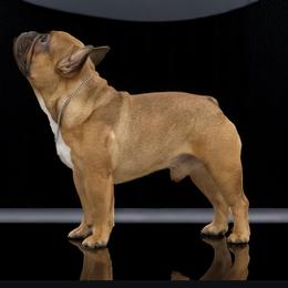 Logan - French Bulldog