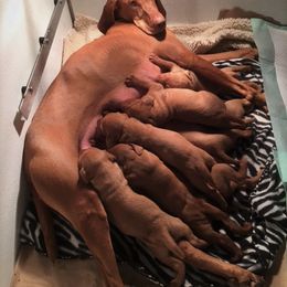 Vizsla Puppies from Mill Pond Farm Vizslas