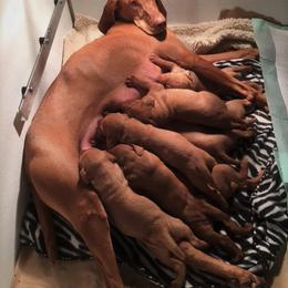 Vizsla Puppies from Mill Pond Farm Vizslas