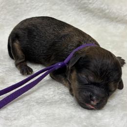 Girl 1 - female Shihpoo puppy in Gay, Georgia from That’s My Puppy