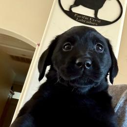 Amy - Black female Labrador Retriever puppy in Ranchita, California from Pacific Crest Labradors