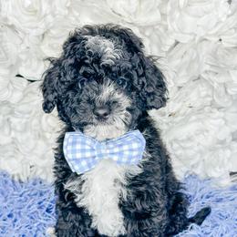 Domino - Black and white male Bernedoodle puppy in Otisville, Michigan from Danie’s Darling Doodles LLC