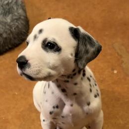 Comet - White and black male Dalmatian puppy in Albuquerque, New Mexico from Storm & Blue's Dalmatian Pups