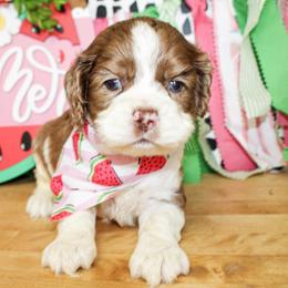 Teddy - Sable and white male Cockapoo puppy in Rattan, Oklahoma from Double M Cocker Spaniels