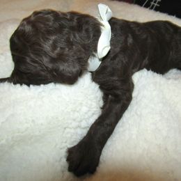 Goldendoodle and Poodle Puppies from David & Patricia Elliott