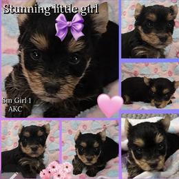 Girl 1 - Black and tan female Yorkshire Terrier puppy in Gatesville, Texas from Schultz Yorkies byGrace
