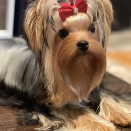 Indi - Yorkshire Terrier