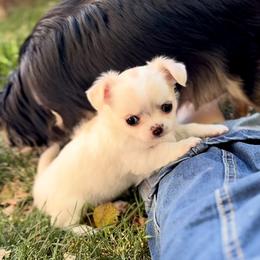 AKC Tsuki - 4400.00 - Cream and white female Chihuahua puppy in Fort Collins, Colorado from Wild Mountain Chihuahuas