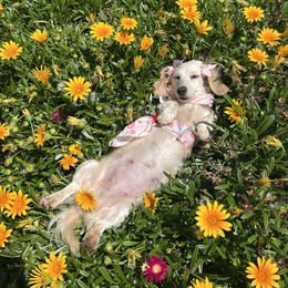 Pixie - Dachshund
