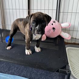 Purple - Brindle female Boxer puppy in Denver, Colorado from Yuni’s AKC Boxers