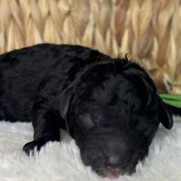 Green - Black male Goldendoodle puppy in Cleveland, Georgia from The O.G. Doodles