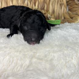 Green - Black male Goldendoodle puppy in Cleveland, Georgia from The O.G. Doodles