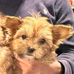 Star - Gold female Yorkshire Terrier puppy in Winder, Georgia from Empire Yorkies