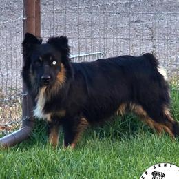 Stu - Toy Australian Shepherd