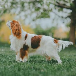 Dottie - Cavalier King Charles Spaniel