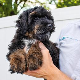 Bandit- F1B Mini AussieDoodle Boy in NC- Black Phantom - Black phantom male Aussiedoodle puppy in Stokesdale, North Carolina from His and Hers Poodles and Doodles