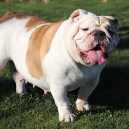 Meany - Bulldog