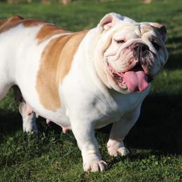 Meany - Bulldog